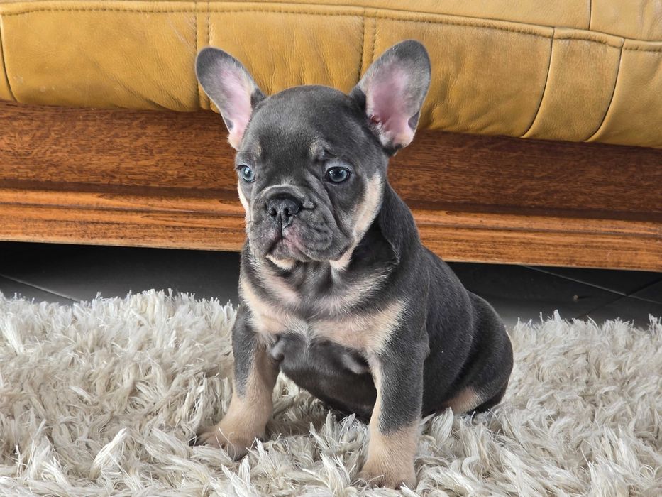 Buldog Francuski piesek Blue Tan