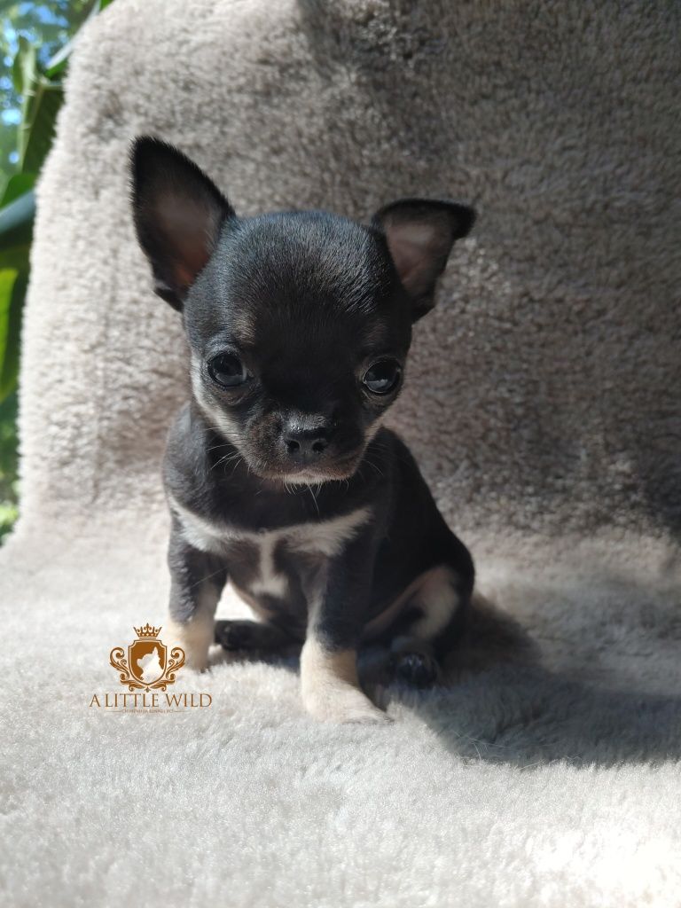Chłopiec krótkowłosy chihuahua ZKwP *rezerwacja*
