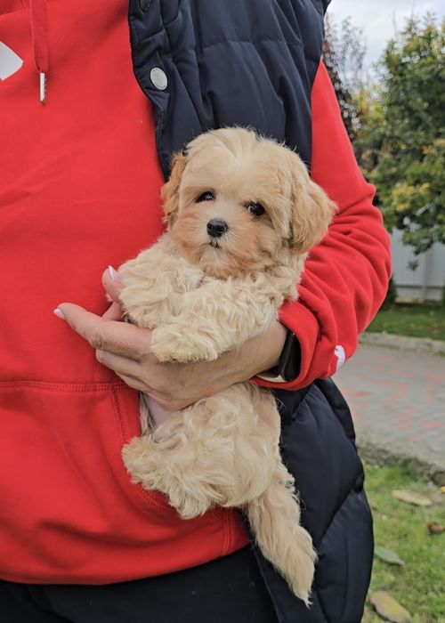 Чарівні дівчатка. Мальтіпу Ф1.