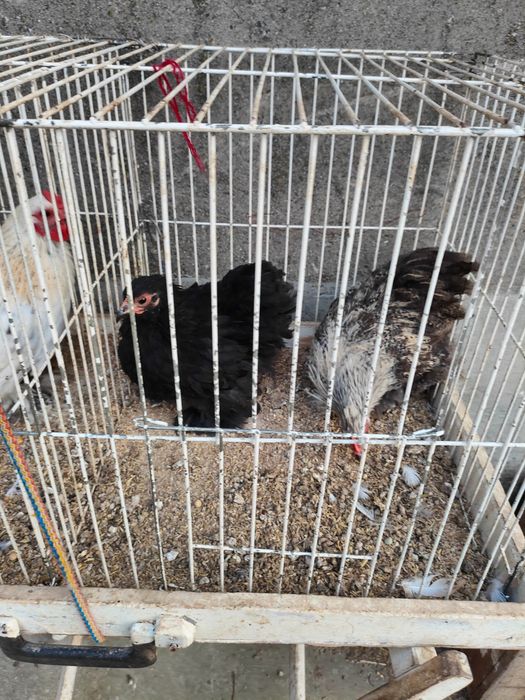 Sprzedam kury ozdobne rasy karzełek kochin z 2025 r.