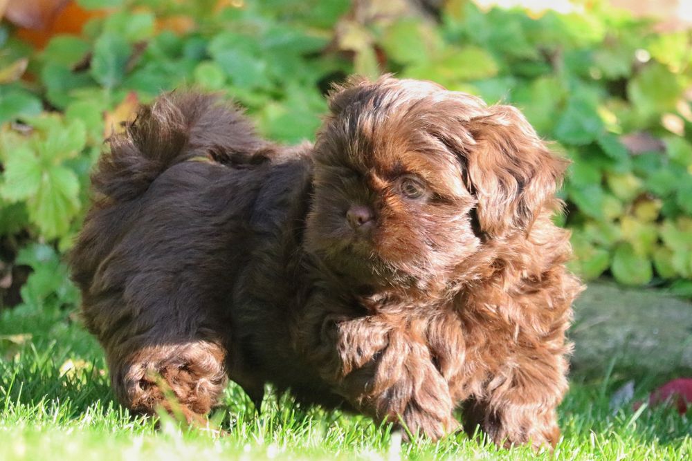 Piękny czekoladowy piesek shih tzu