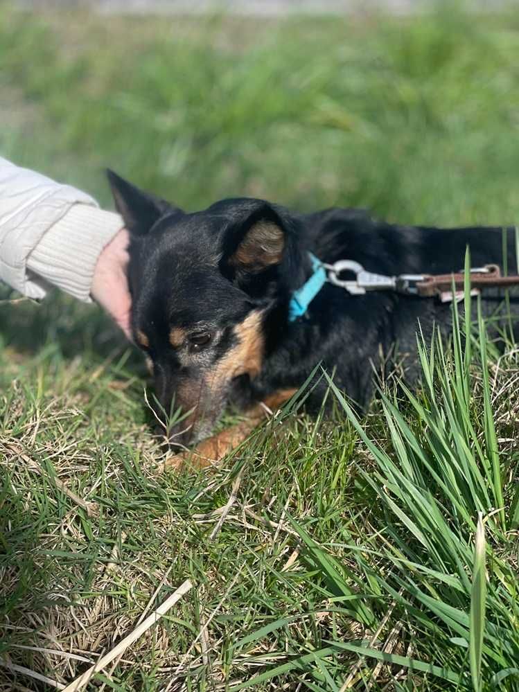 PILNY dom.Mały,mega tulaśny piesek,łagodny BINGO.Adopcja