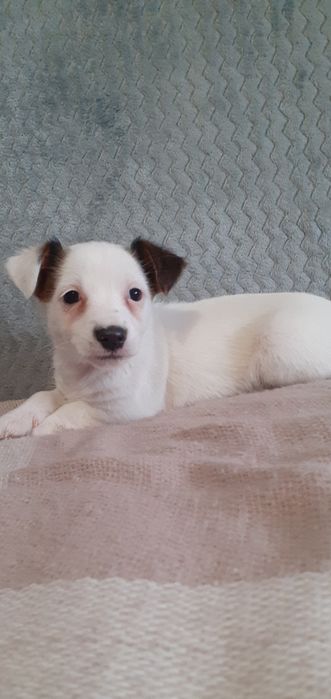 Jack Russell terrier- suczka
