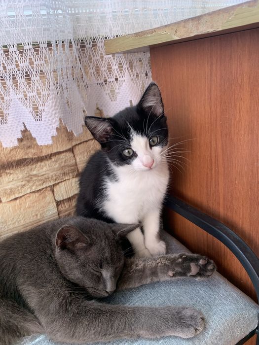 Котик безкоштовно