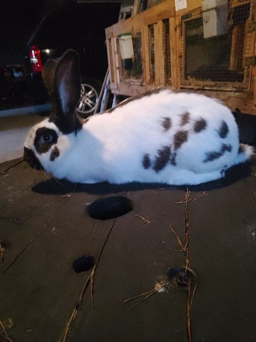 Samica olbrzym srokacz hawana