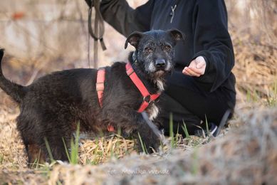 Poker poleca się do adopcji