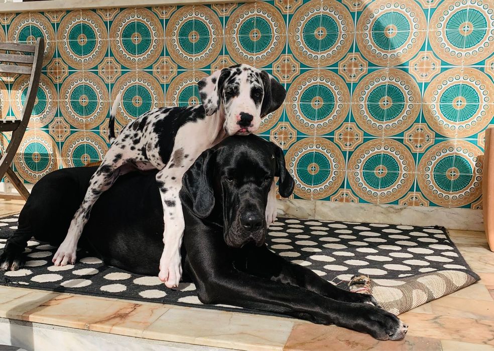 Dogue alemao macho com Lop