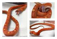 Wąż zbożowy, Odmiana: Scaleless Motley / Zbożówka / Samczyk