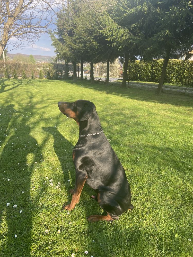 Krycie Doberman czarny podpalany