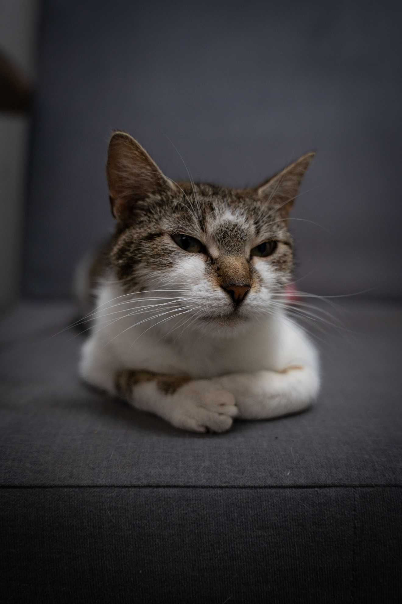 Kitka - drobna, przyjazna kotka do adopcji