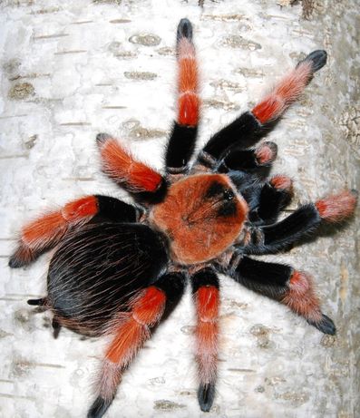 Brachypelma boehmei тарантул самка паука птицееда новичкм