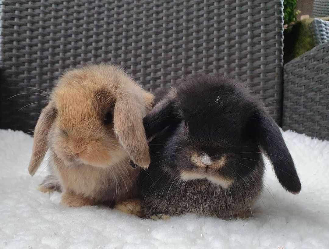 KIT Coelhos anões mini Lop(orelhudos) muito dóceis