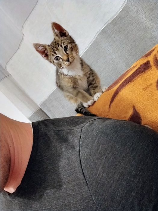 Oddam kotka w dobre ręce