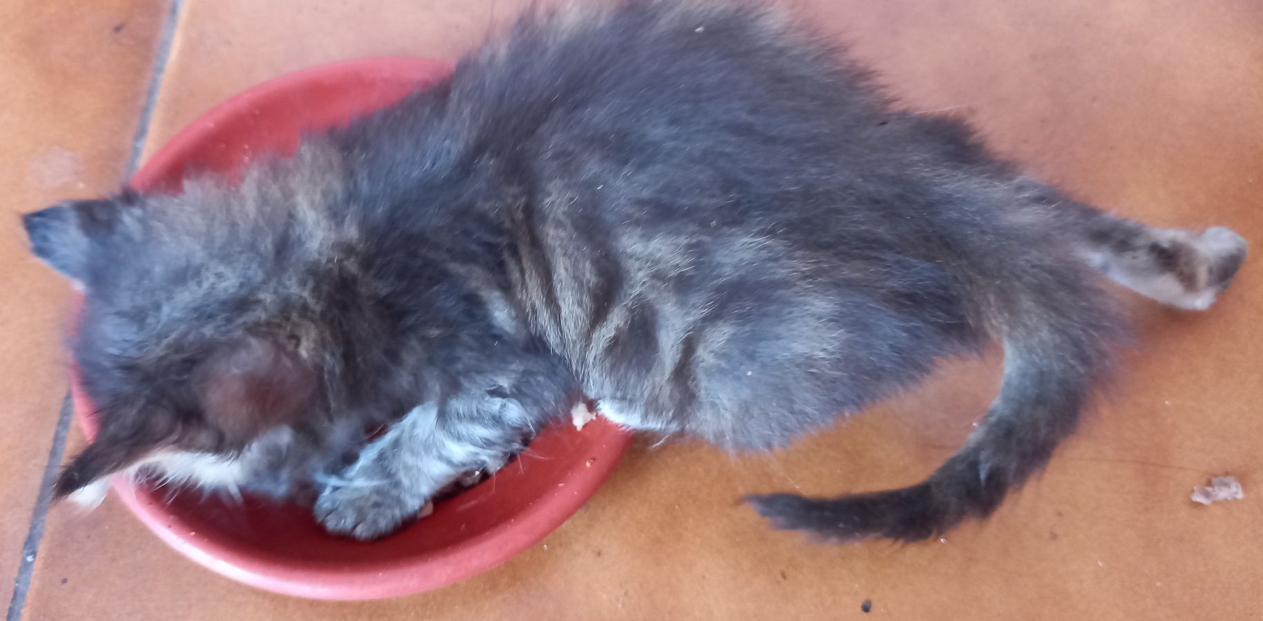 Dão-se gatinhos de 7 semanas