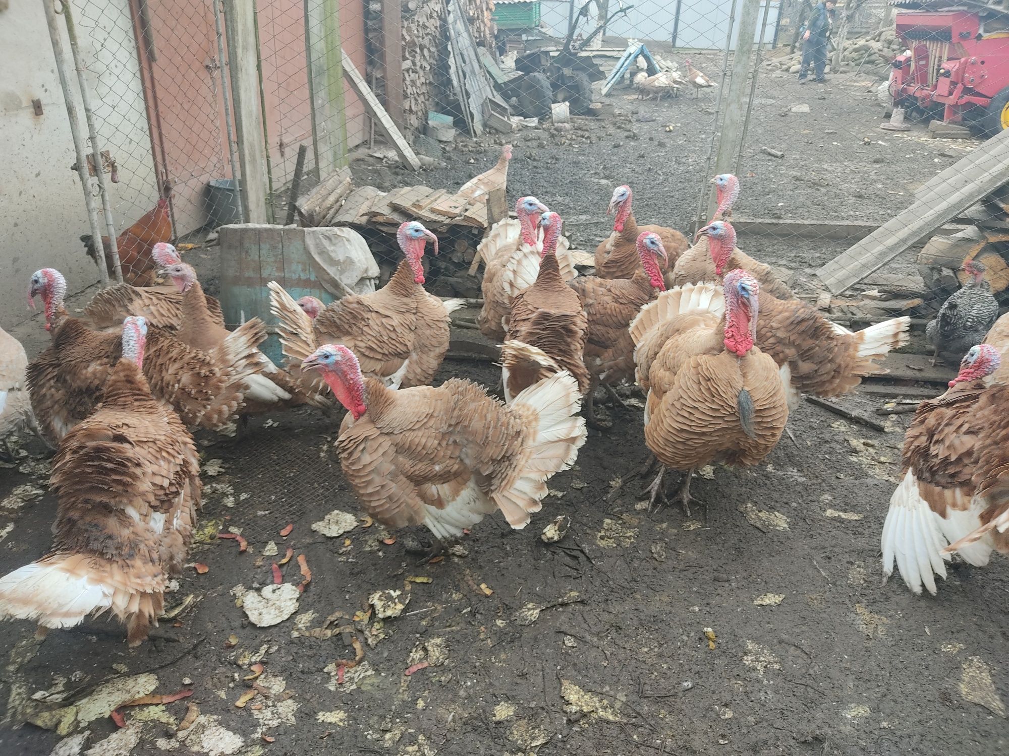 Продаються Індики Бурбони