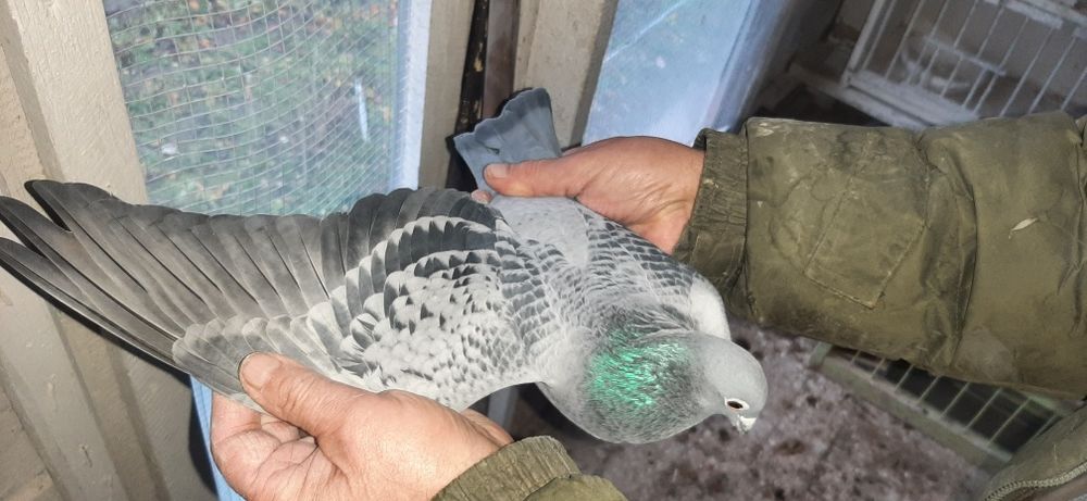 Sprzedam gołębie pocztowe 22 sztuki Lotowane
