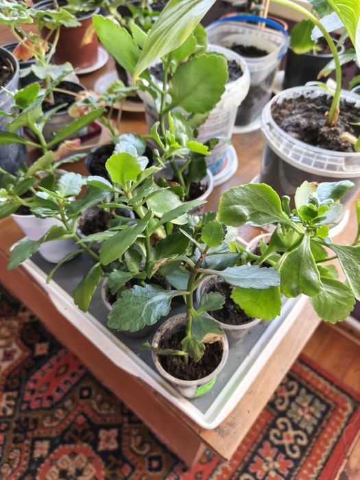 Сажанці каланхое, річні