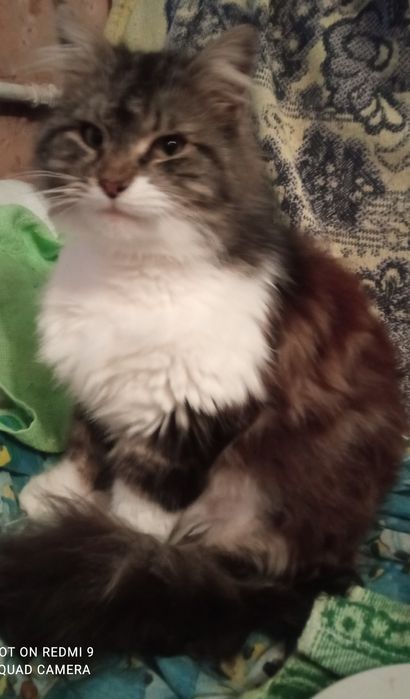 Стерилізована киця