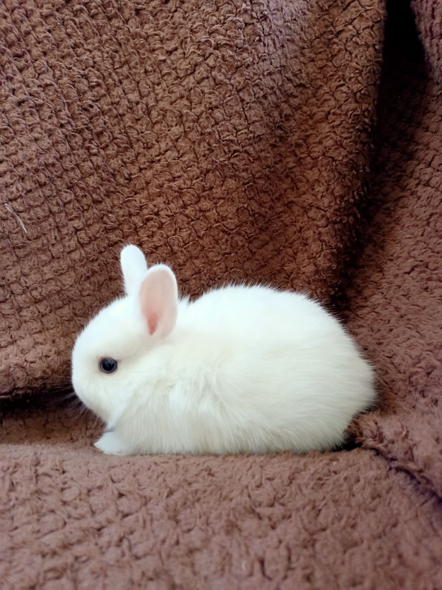 Декоративний міні кролик