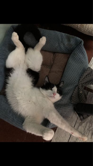 Кошечка в добрые руки СРОЧНО