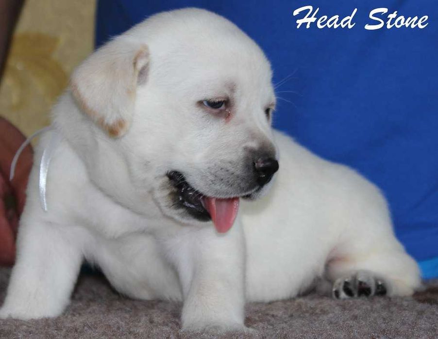 Лабрадор ретривер