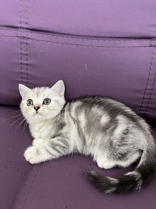 Чисокровне шиншилове кошеня тигрового окрасу, хлопчик