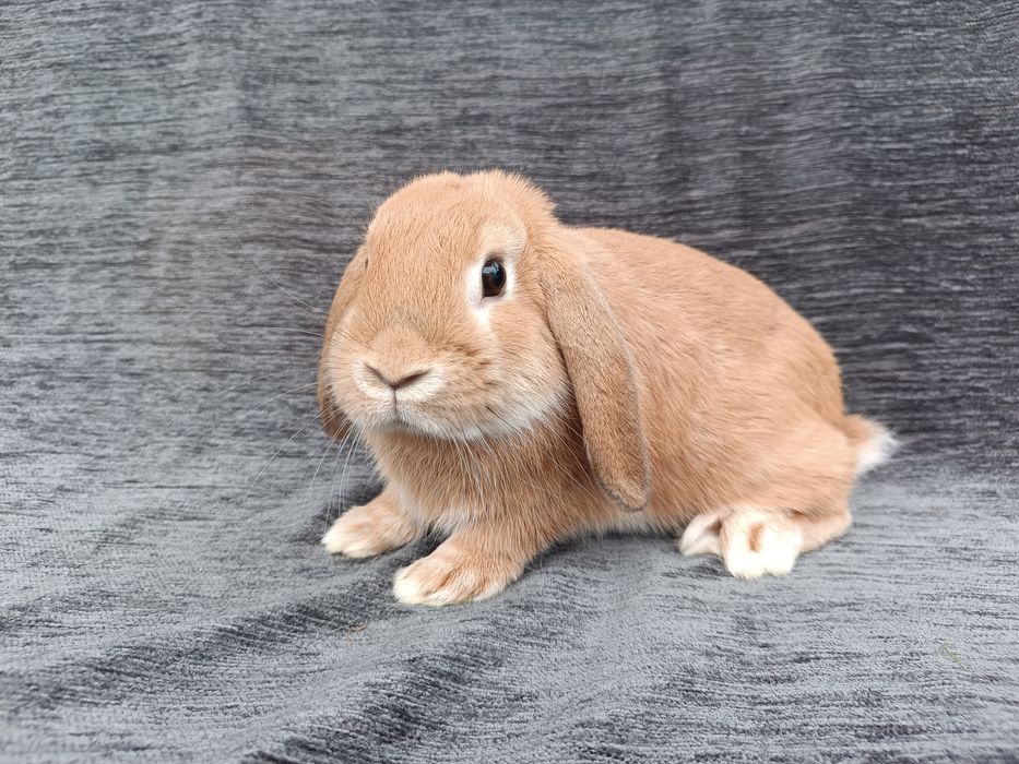 Króliki karzełki baranki miniaturki