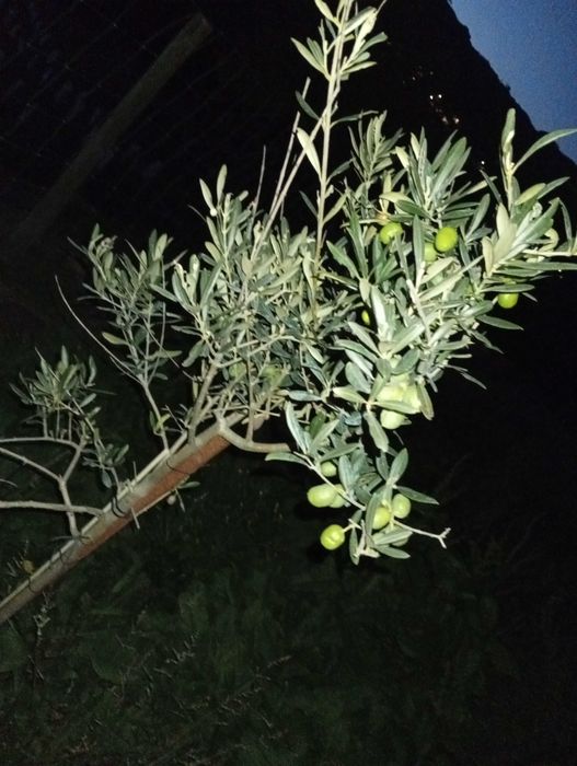 Oliveira cobrancosa