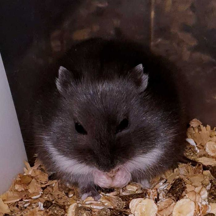 Маленькие ручные джунгарские хомяки черный сапфир. Центр