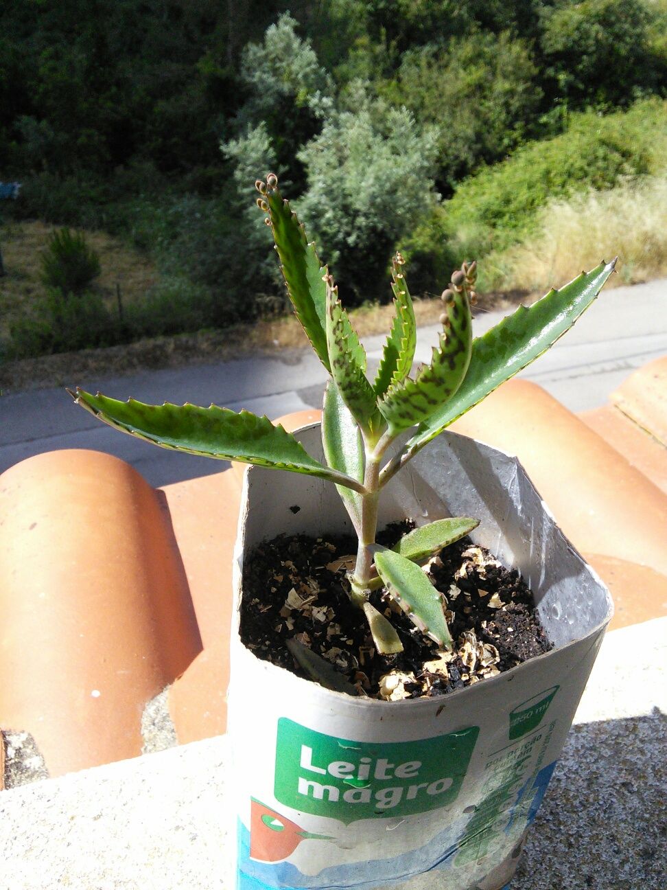 Aranto, Kalanchoe Laetivirens ou "mãe de mil" babies!