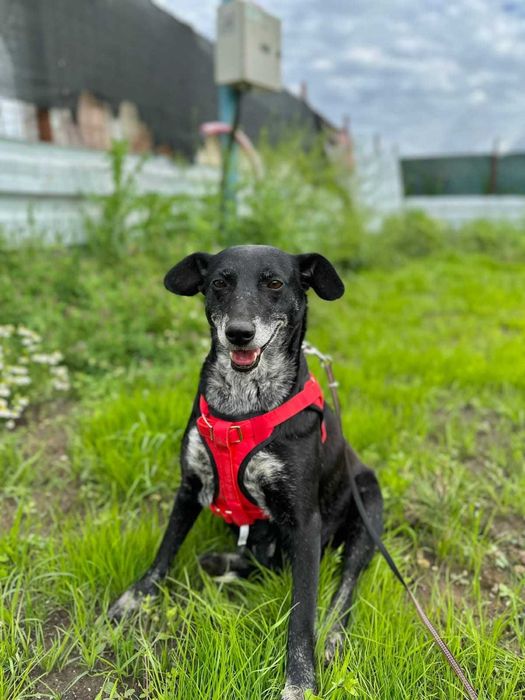 LIZA towarzyszka dla spokojnej osoby do adopcji. Uratowana w Bułgarii