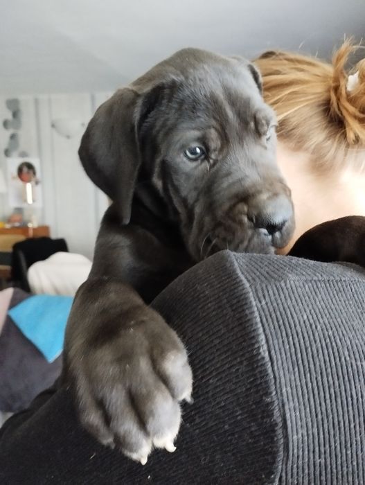 Dog niemiecki piesek