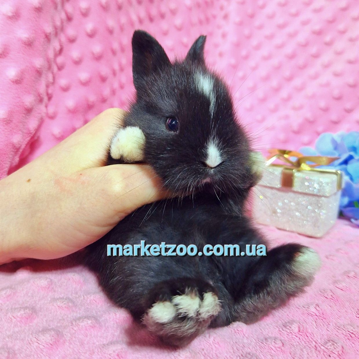 Нідерландський кролик-найменша порода кроликів,мініатюрний хлопчик!