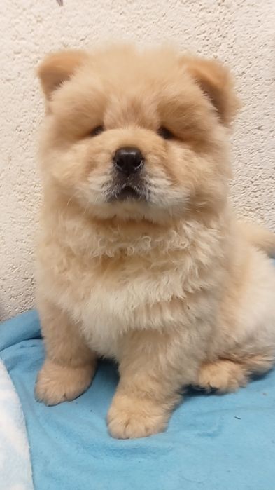 Chow chow com 2 meses e uma semana