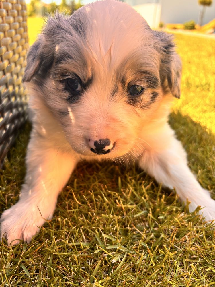Psy border collie