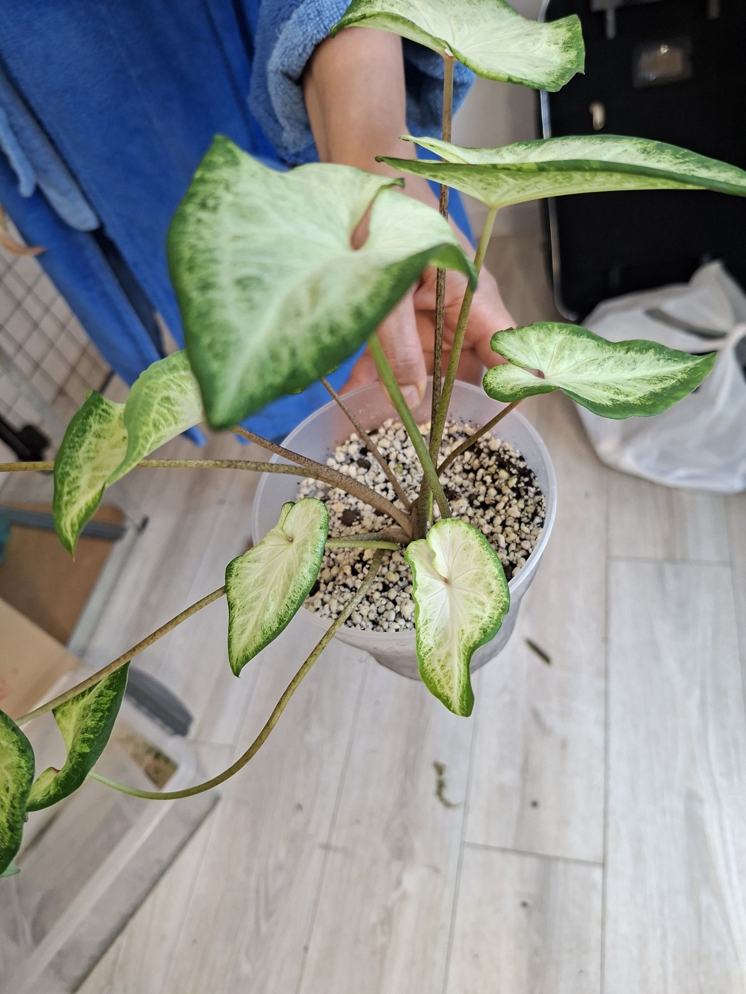 - Caladium - -- .