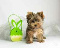 Miniaturowa sunia Yorkshire Terrier Golddust