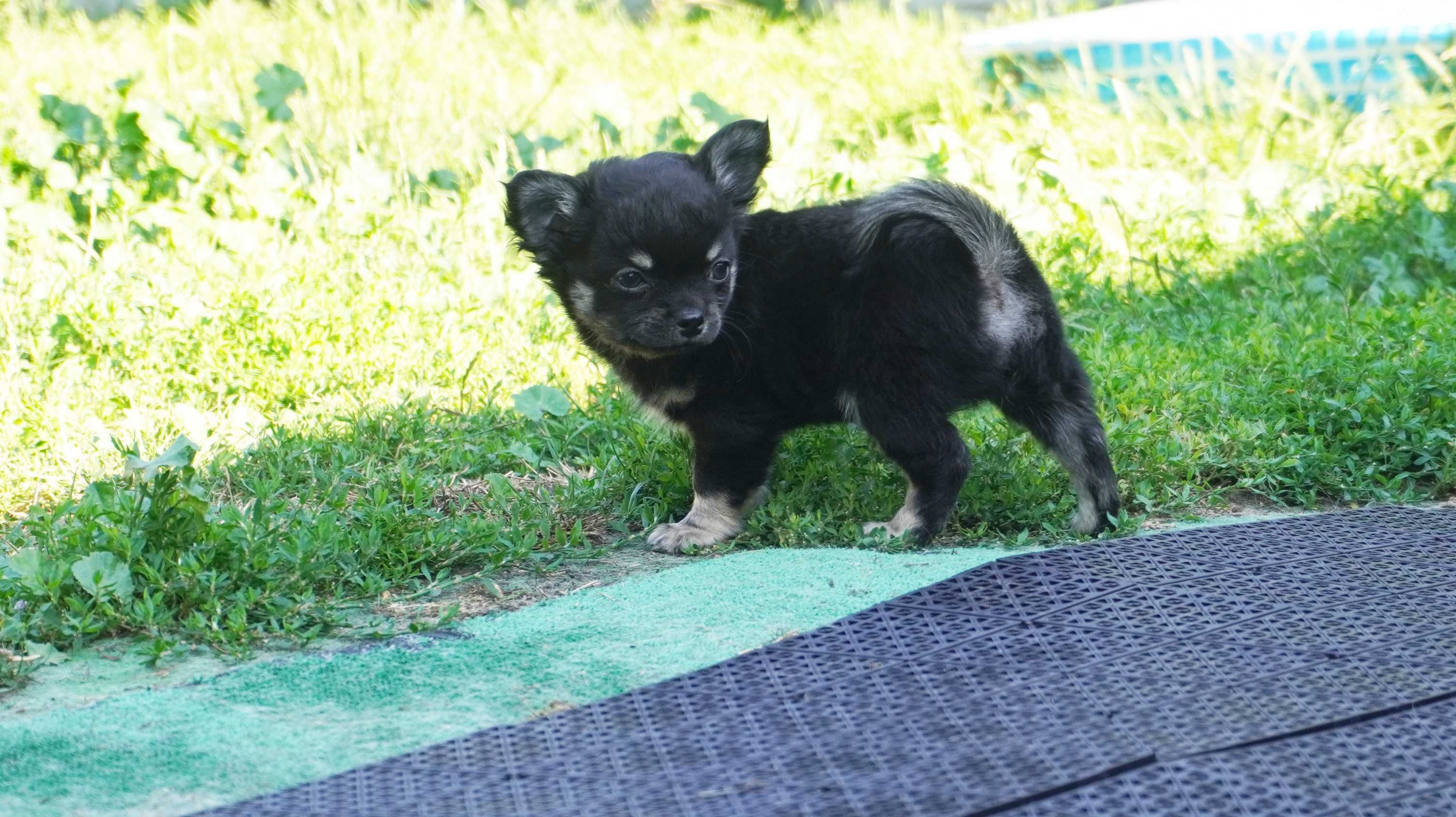 Piesek długowłosy, Chihuahua - ZKwP/FCI