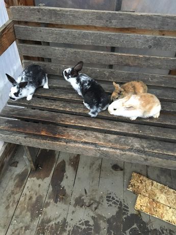 Кролики,молодняк та кітні самки.