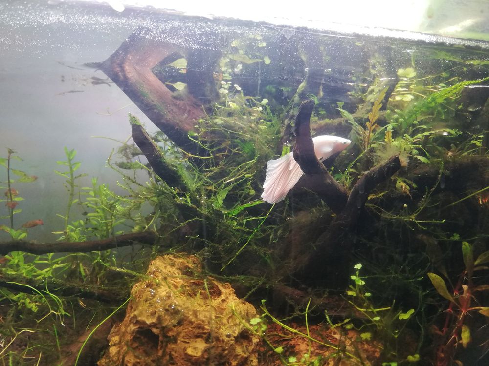 Akwarium 25l z strefa nadwodna