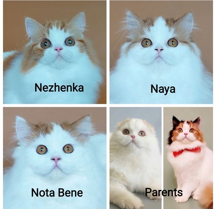 Котята шотландцы