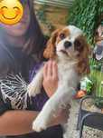 Cavalier King Charles Spaniel FCI