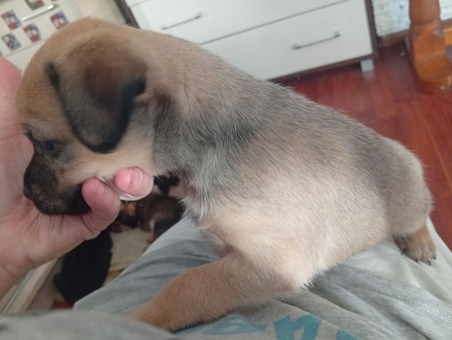 Piesek szczeniak oddam