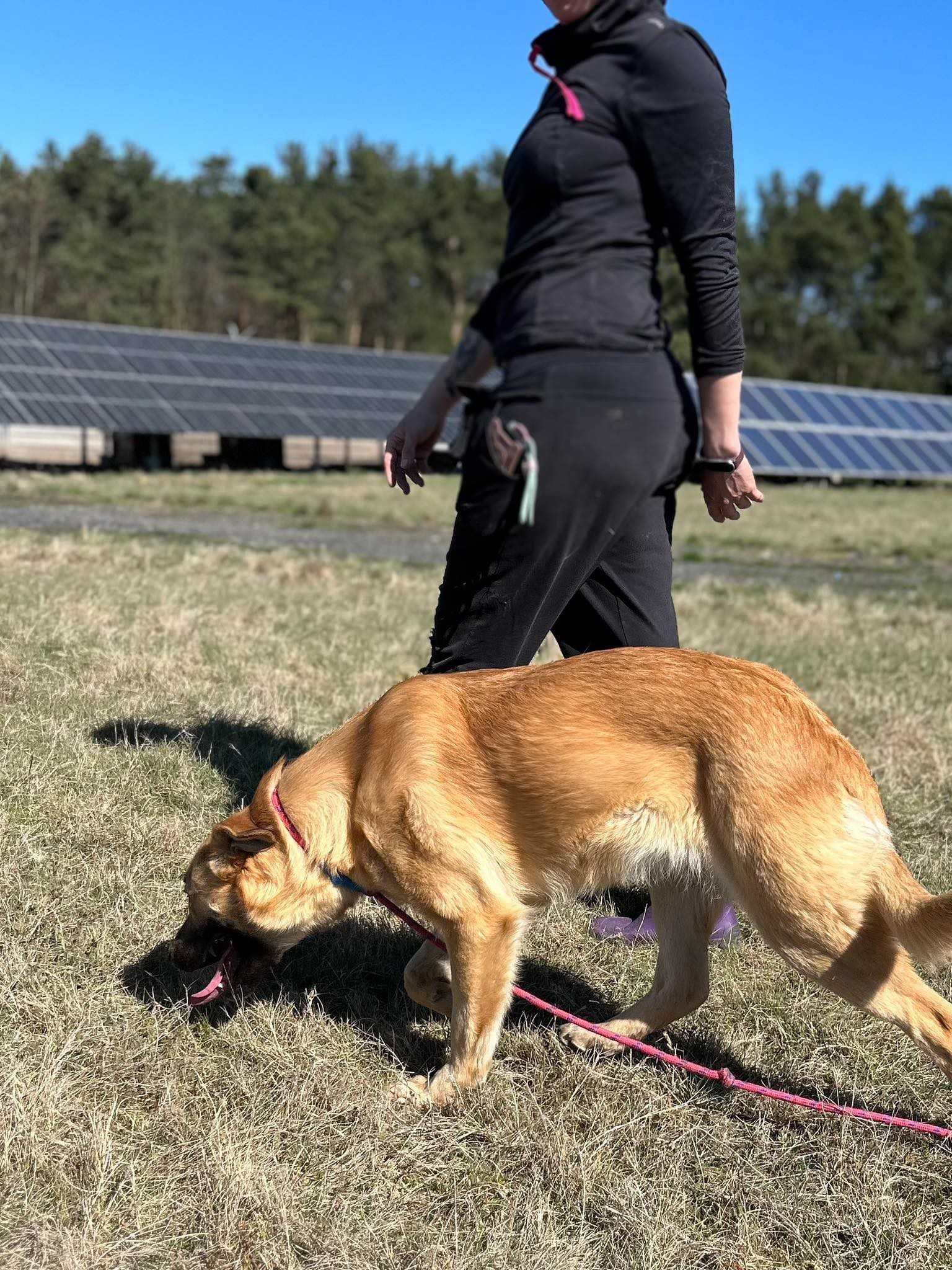 Roxi poleca się do adopcji