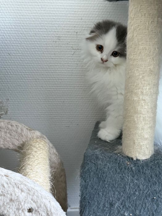 Gatinha Scottish Fold