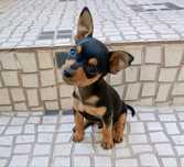Pinscher super miniatura