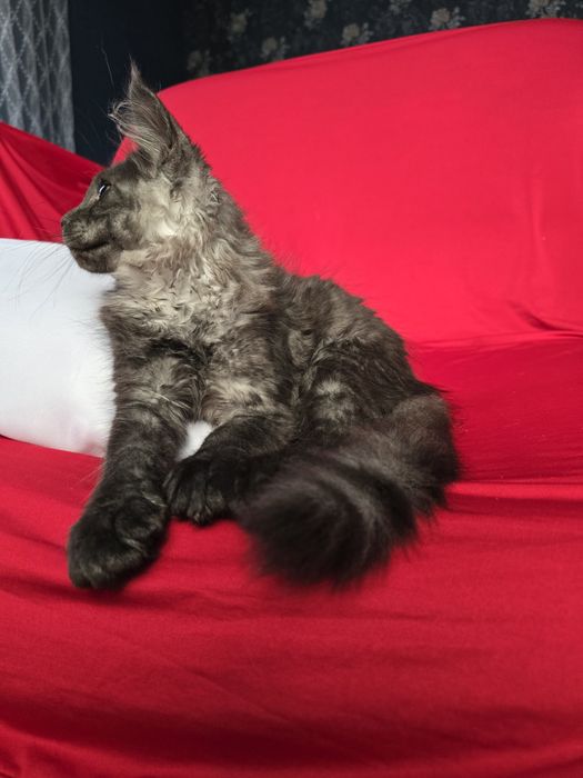 Майбутні леви. Кошенята Мейн кун.