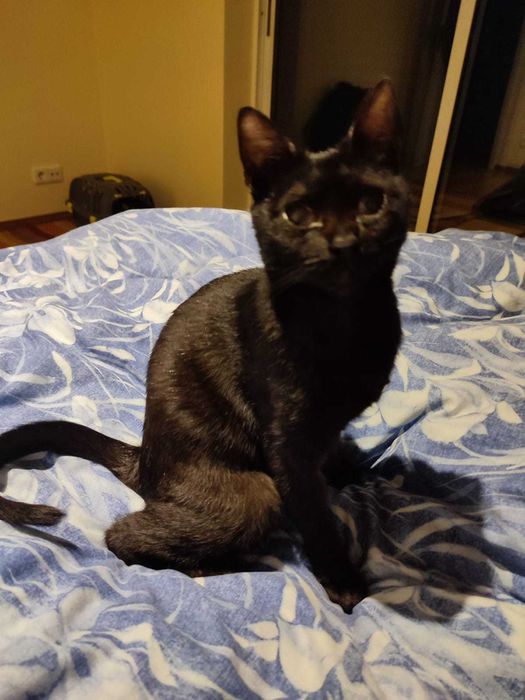 Gato para Adopção responsável