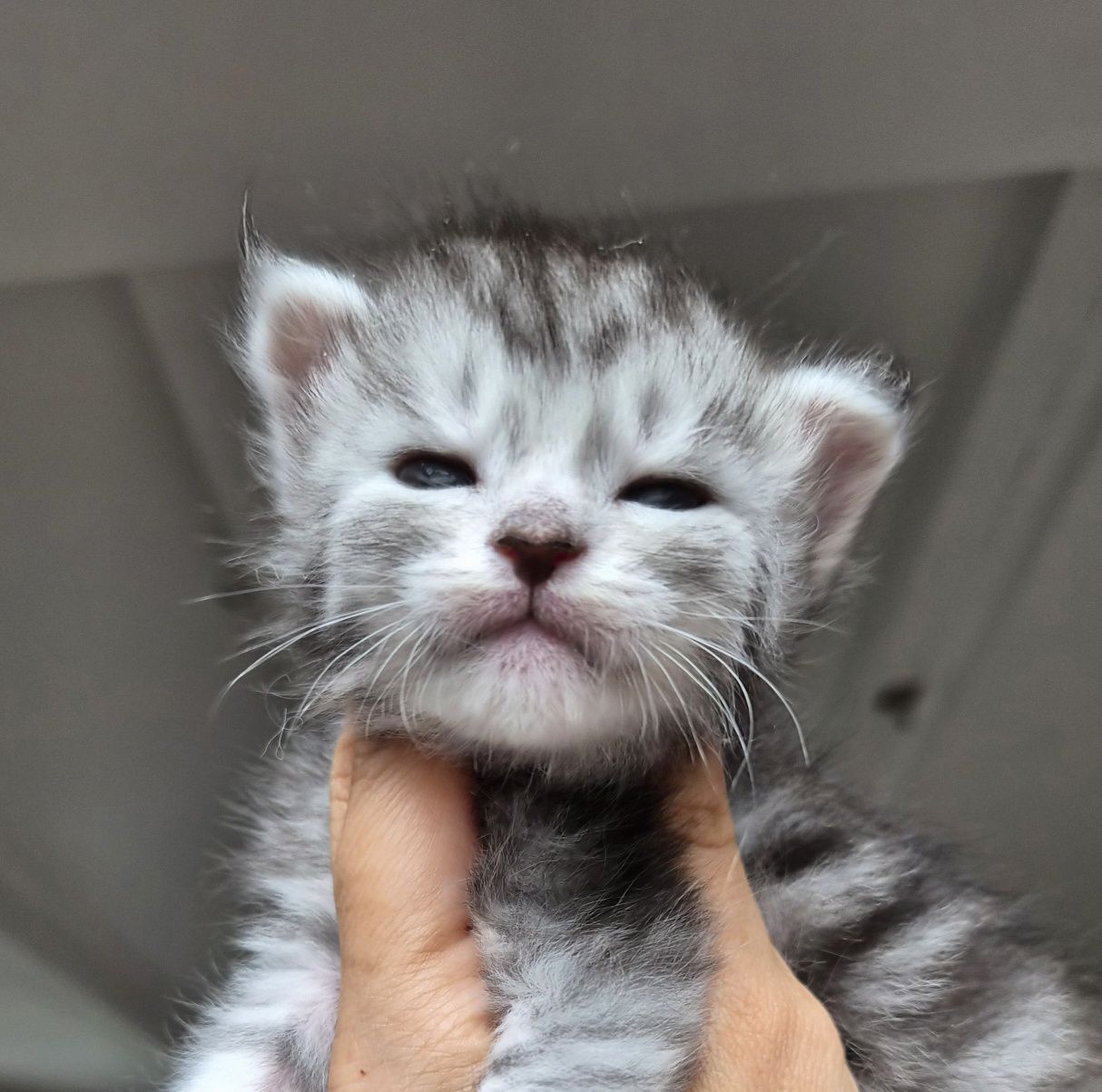 maine coon od behawiorysty kotka srebrna ns23 po championie shaded lin
