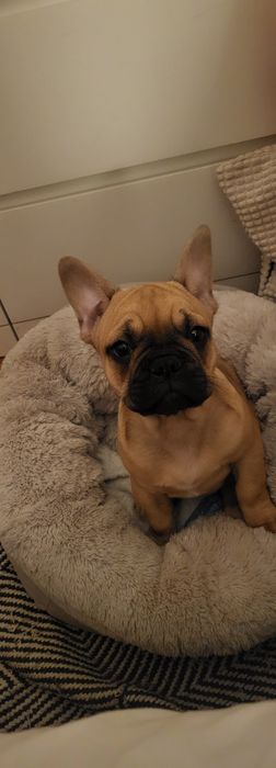 Buldogue frances fawn linda